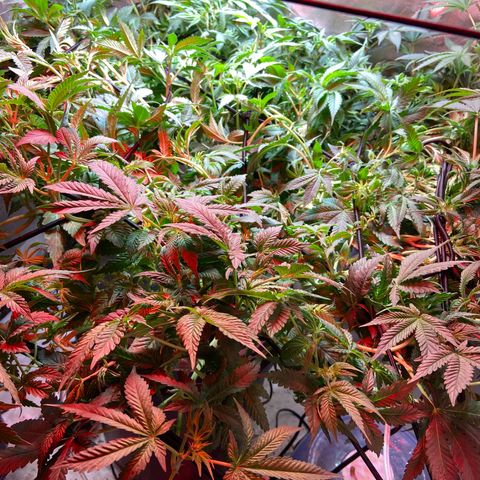 Mac growlog timeline photo