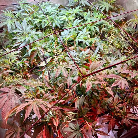 Mac growlog timeline photo