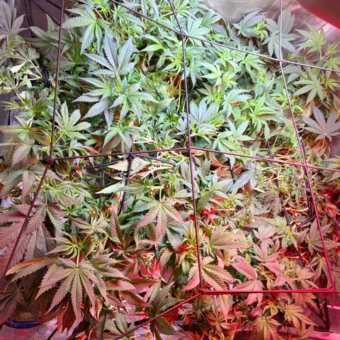 Mac growlog timeline photo