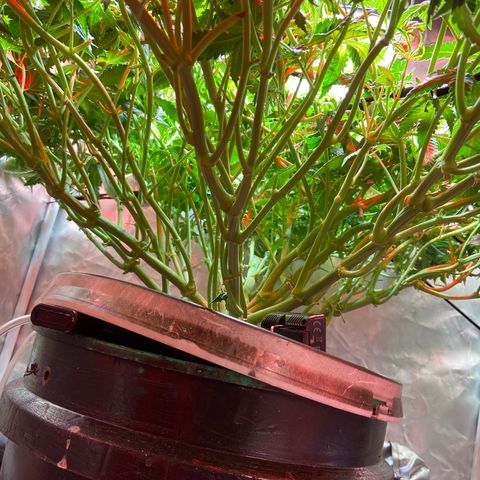 Mac growlog timeline photo
