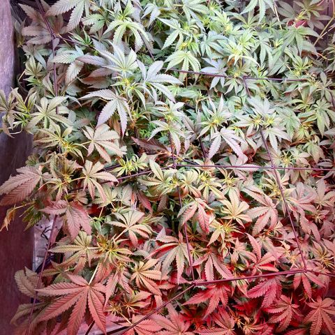 Mac growlog timeline photo