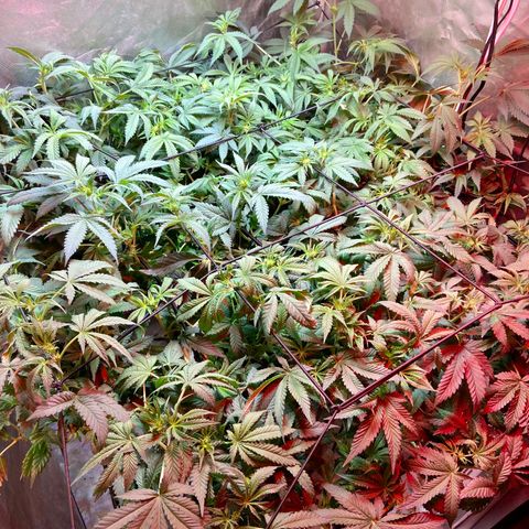Mac growlog timeline photo
