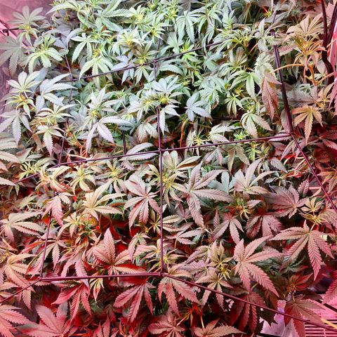 Mac growlog timeline photo