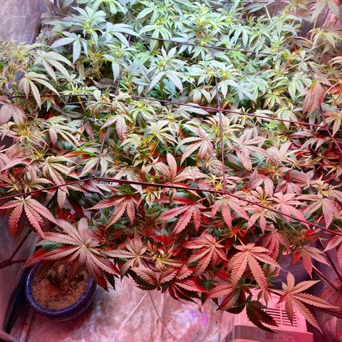 Mac growlog timeline photo