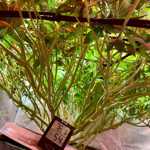 Mac growlog timeline photo