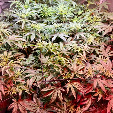 Mac growlog timeline photo