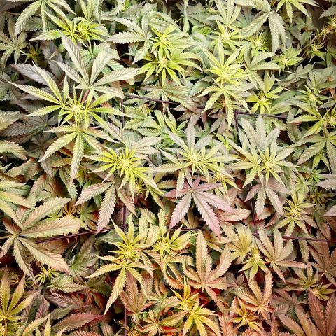 Mac growlog timeline photo