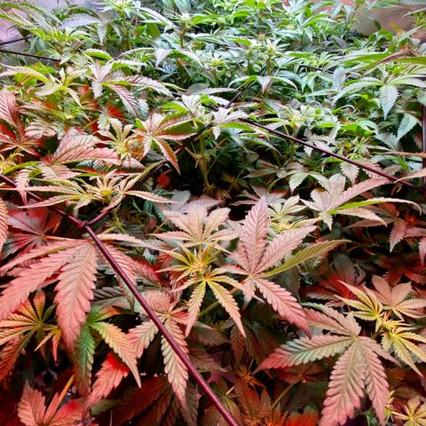 Mac growlog timeline photo
