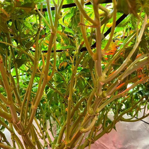 Mac growlog timeline photo