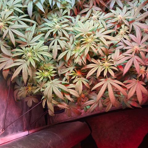 Mac growlog photo: Ph fluctuated from 5.8 to 3.3 then 6.0 to 3.4 did two res changes not sure what happened