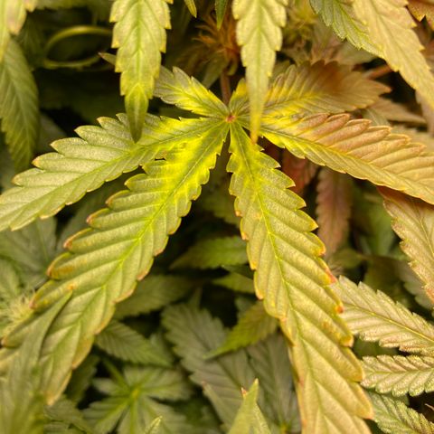 Mac growlog photo: Ph fluctuated from 5.8 to 3.3 then 6.0 to 3.4 did two res changes not sure what happened