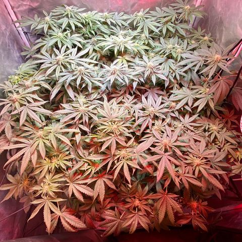 Mac growlog timeline photo