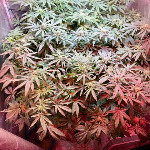 Mac growlog timeline photo
