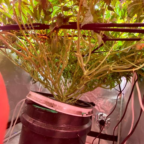 Mac growlog timeline photo