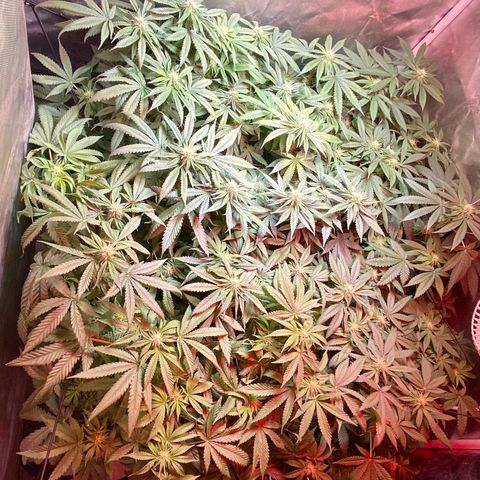 Mac growlog timeline photo