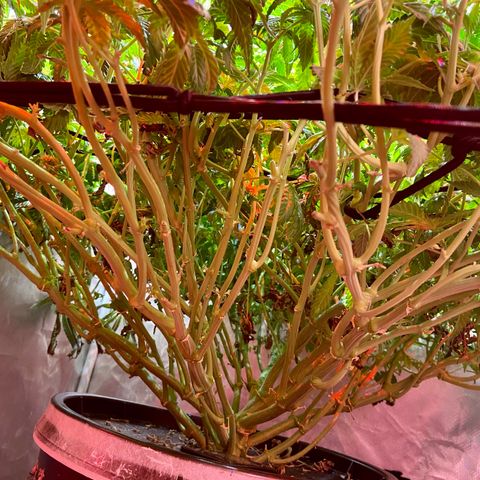 Mac growlog timeline photo