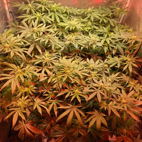 Mac growlog photo: This is the second day I did a res change with the fluctuation, I haven’t seen more stress on the leaves since 