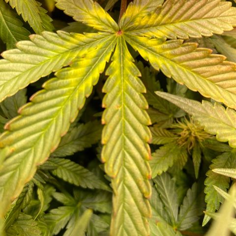 Mac growlog photo: This is the second day I did a res change with the fluctuation, I haven’t seen more stress on the leaves since 