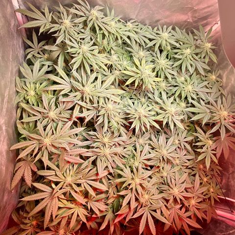 Mac growlog timeline photo