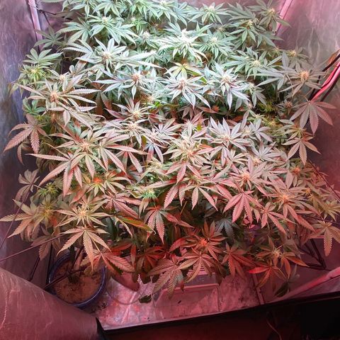 Mac growlog timeline photo