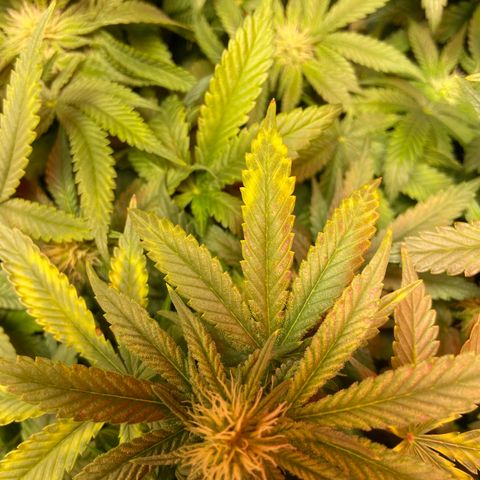 Mac growlog photo: This is the second day I did a res change with the fluctuation, I haven’t seen more stress on the leaves since 