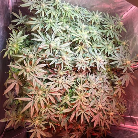 Mac growlog timeline photo