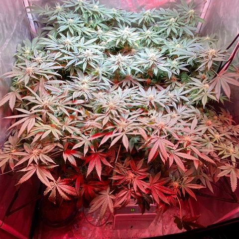 Mac growlog timeline photo