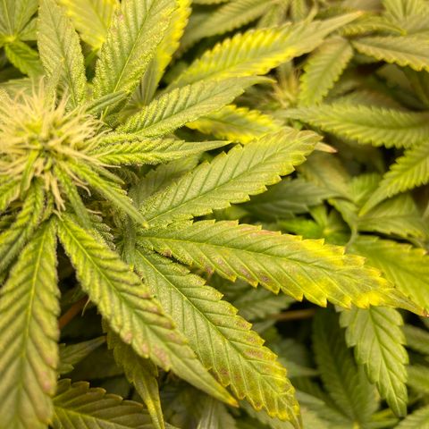 Mac growlog photo: This is the second day I did a res change with the fluctuation, I haven’t seen more stress on the leaves since 