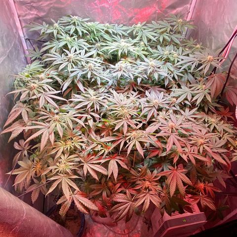 Mac growlog timeline photo