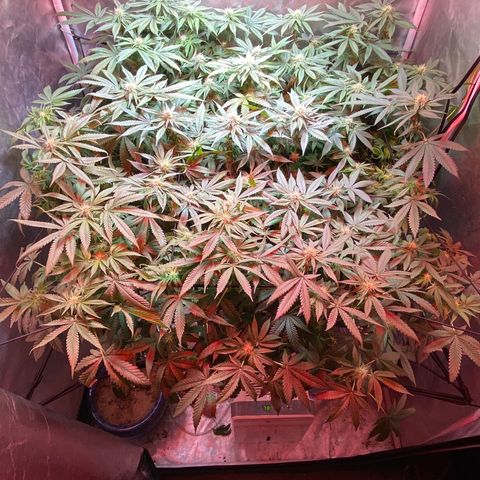 Mac growlog timeline photo