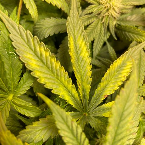 Mac growlog photo: This is the second day I did a res change with the fluctuation, I haven’t seen more stress on the leaves since 