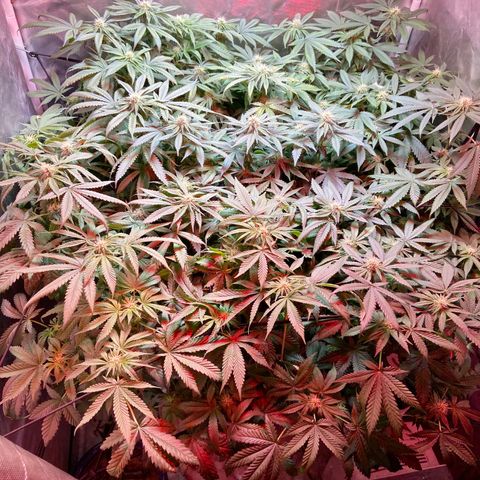 Mac growlog timeline photo