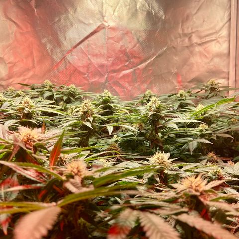Mac growlog timeline photo