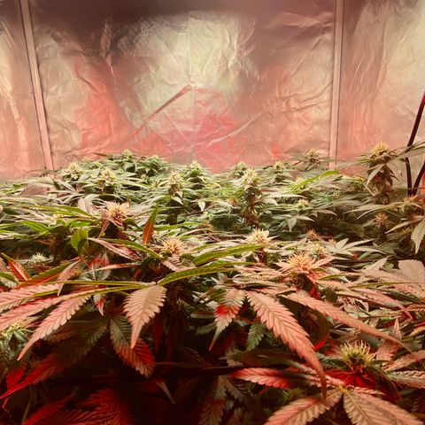 Mac growlog timeline photo