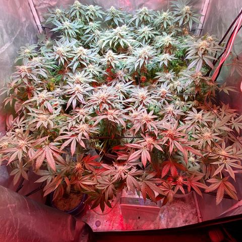 Mac growlog photo: I trimmed all the fan leaves that extended from the colas