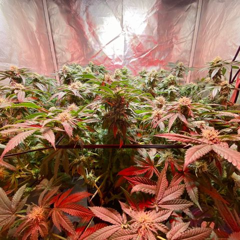 Mac growlog photo: I trimmed all the fan leaves that extended from the colas