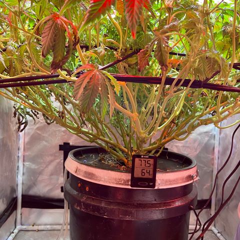 Mac growlog photo: I trimmed all the fan leaves that extended from the colas