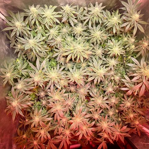 Mac growlog photo: I trimmed all the fan leaves that extended from the colas