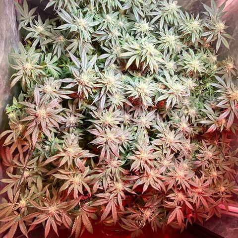 Mac growlog photo: I trimmed all the fan leaves that extended from the colas