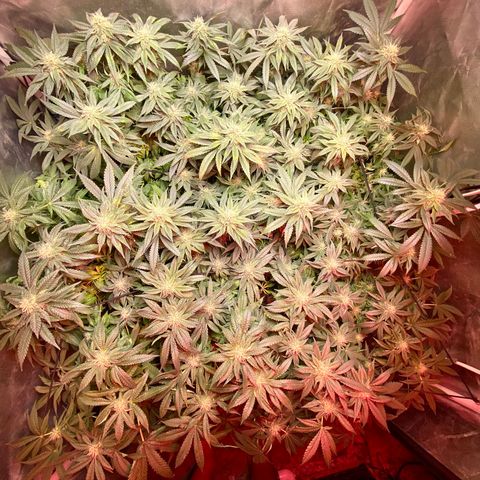 Mac growlog photo: I trimmed all the fan leaves that extended from the colas
