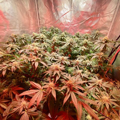 Mac growlog photo: I trimmed all the fan leaves that extended from the colas