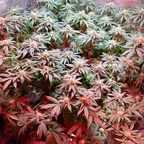 Mac growlog photo: I trimmed all the fan leaves that extended from the colas