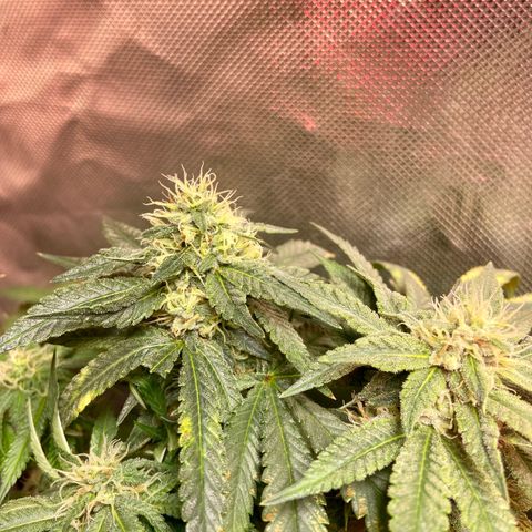 Mac growlog timeline photo