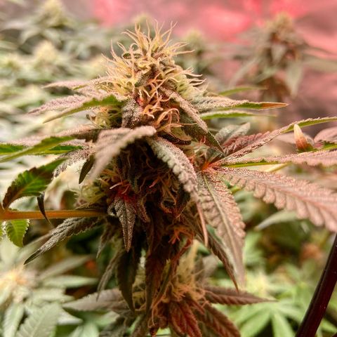 Mac growlog timeline photo