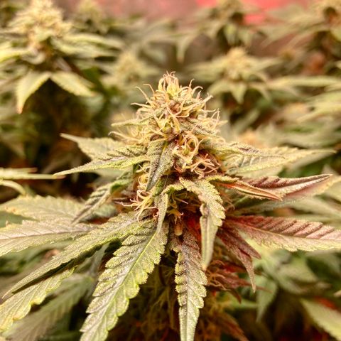 Mac growlog timeline photo