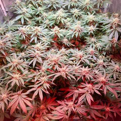 Mac growlog timeline photo