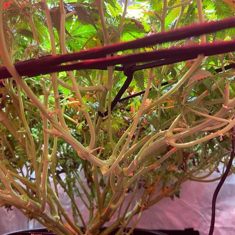 Mac growlog timeline photo