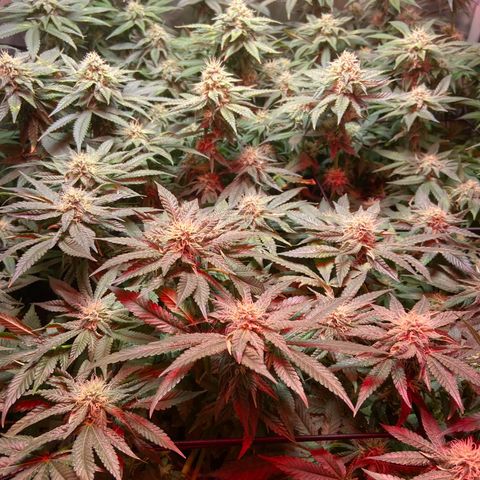 Mac growlog timeline photo