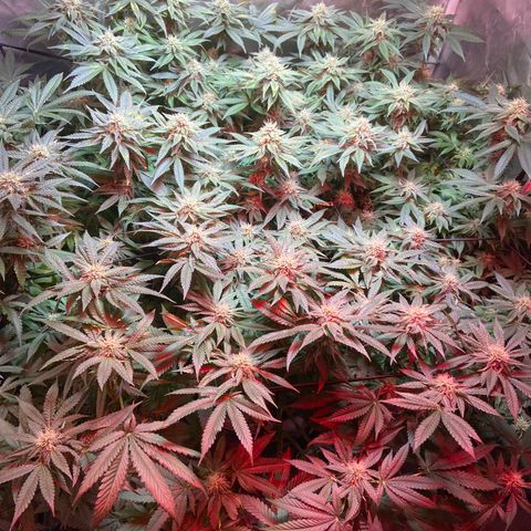 Mac growlog timeline photo