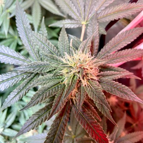Mac growlog timeline photo